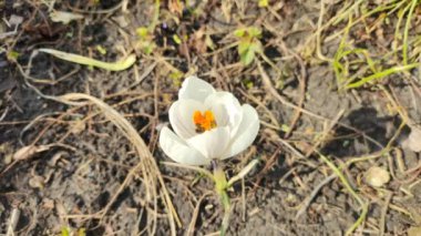 Crocus çiçekleri. Mor renkli tarlalarda büyüyen arılar. Çiçeklerin açtığı sihirli bahar çiçeğine bakın. Seçici Odaklanma. Çiçek açan bahar arkaplanı. 4k video