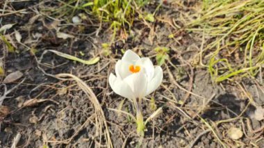 Crocus çiçekleri. Mor renkli tarlalarda büyüyen arılar. Çiçeklerin açtığı sihirli bahar çiçeğine bakın. Seçici Odaklanma. Çiçek açan bahar arkaplanı. 4k video