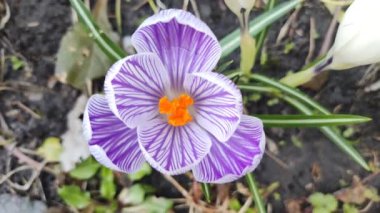 Crocus çiçekleri. Mor renkli tarlalarda büyüyen arılar. Çiçeklerin açtığı sihirli bahar çiçeğine bakın. Seçici Odaklanma. Çiçek açan bahar arkaplanı. 4k video