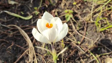 Crocus çiçekleri. Mor renkli tarlalarda büyüyen arılar. Çiçeklerin açtığı sihirli bahar çiçeğine bakın. Seçici Odaklanma. Çiçek açan bahar arkaplanı. 4k video