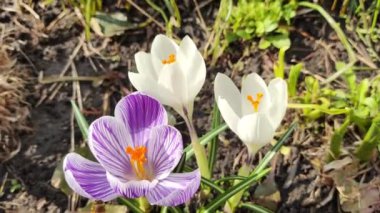 Crocus çiçekleri. Mor renkli tarlalarda büyüyen arılar. Çiçeklerin açtığı sihirli bahar çiçeğine bakın. Seçici Odaklanma. Çiçek açan bahar arkaplanı. 4k video