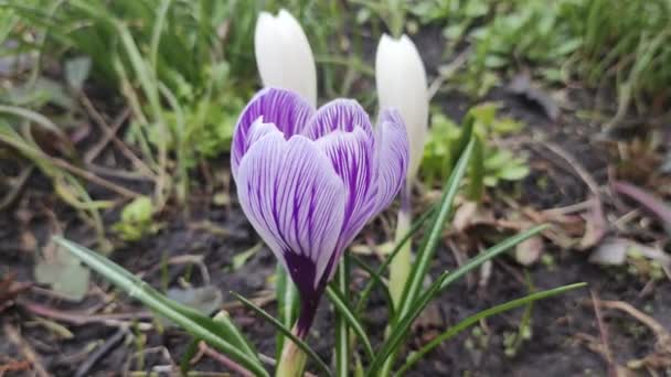 カラス 外で育っている紫色のカラスの蜂 魔法の咲く春の花クロス座を見る 選択的なフォーカス 春のバックグラウンドに花が咲きます ビデオ — ストック動画