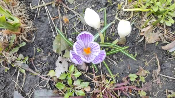 Крокус Цветы Пчелы Фиолетовом Крокусе Растут Снаружи Вид Волшебно Цветущие — стоковое видео