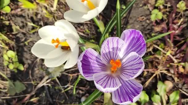 Крокус Цветы Пчелы Фиолетовом Крокусе Растут Снаружи Вид Волшебно Цветущие — стоковое видео