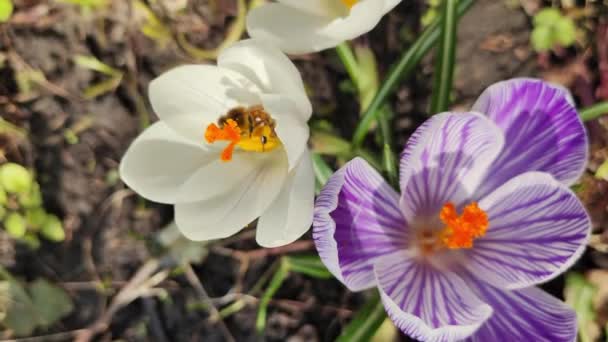 Crocus Flowers Venku Rostou Včely Fialovém Krokusu Pohled Kouzelné Kvetoucí — Stock video