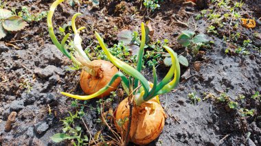 Bahçede soğan var. Retro tarzı. Olgunlaşmış taze soğanlı bir tarla manzarası. Soğan tarlası. Tarlada yetişen soğan olgunlaşmış bitkiler, yakın plan. Baharda olgunlaşan soğan tarlası. Tarım arazisi.