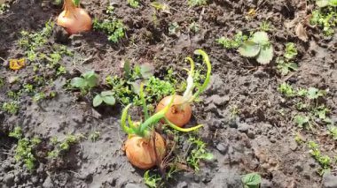 Bahçede soğan var. Retro tarzı. Olgunlaşmış taze soğanlı bir tarla manzarası. Soğan tarlası. Tarlada yetişen soğan olgunlaşmış bitkiler, yakın plan. Baharda olgunlaşan soğan tarlası. Tarım arazisi.