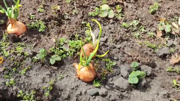 Oignons Dans Jardin Style Rétro Vue Champ Avec Des Oignons — Video