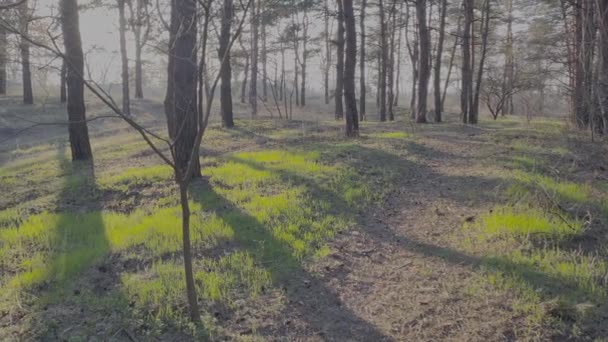 森の中の春の草 森の最初の緑の草でした 松林と緑の草 ログプロファイル デコレーションされたビデオ — ストック動画