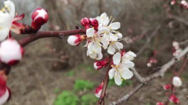 bahar ağaçları. Kayısı çiçekleri. İlkbaharda kayısı çiçeği açar. Kırmızı dallarda beyaz çiçekler. Bahar doğası. Baharda ağaçlar. 4 bin. Yüksek çözünürlüklü video. Bahar kiraz çiçekleri. Sakura.