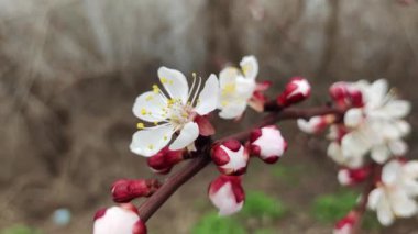 bahar ağaçları. Kayısı çiçekleri. İlkbaharda kayısı çiçeği açar. Kırmızı dallarda beyaz çiçekler. Bahar doğası. Baharda ağaçlar. 4 bin. Yüksek çözünürlüklü video. Bahar kiraz çiçekleri. Sakura.