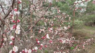 bahar ağaçları. Kayısı çiçekleri. İlkbaharda kayısı çiçeği açar. Kırmızı dallarda beyaz çiçekler. Bahar doğası. Baharda ağaçlar. 4 bin. Yüksek çözünürlüklü video. Bahar kiraz çiçekleri. Sakura.
