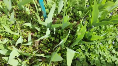 bahar yeşili çimenler. Baharın ilk çimeni. Yeşil çimenler ve kara toprak. 4k video. en üstteki video.