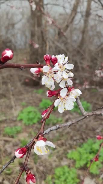 Spring Trees Apricot Flowers Apricot Blossoms Spring White Flowers Red — Stock Video
