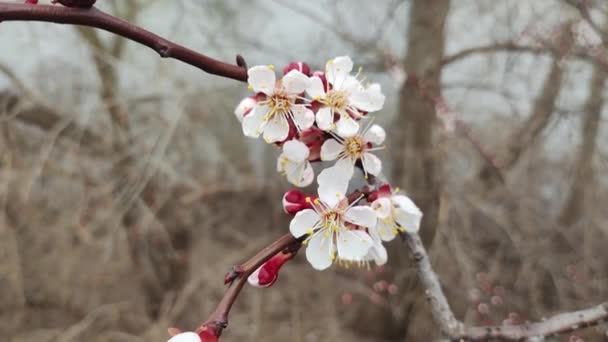 Vårträd Aprikoskärnor Aprikos Blommar Våren Vita Blommor Röda Grenar Vårens — Stockvideo