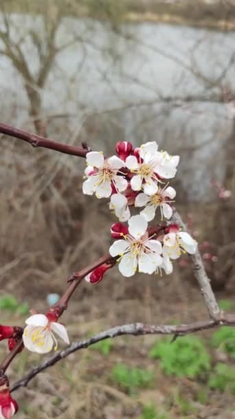 Frühlingsbäume Aprikosenblüten Aprikosenblüten Frühling Weiße Blüten Auf Roten Zweigen Frühlingsnatur — Stockvideo