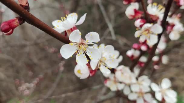 Vårträd Aprikoskärnor Aprikos Blommar Våren Vita Blommor Röda Grenar Vårens — Stockvideo