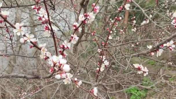 Spring Trees Apricot Flowers Apricot Blossoms Spring White Flowers Red — Stock Video