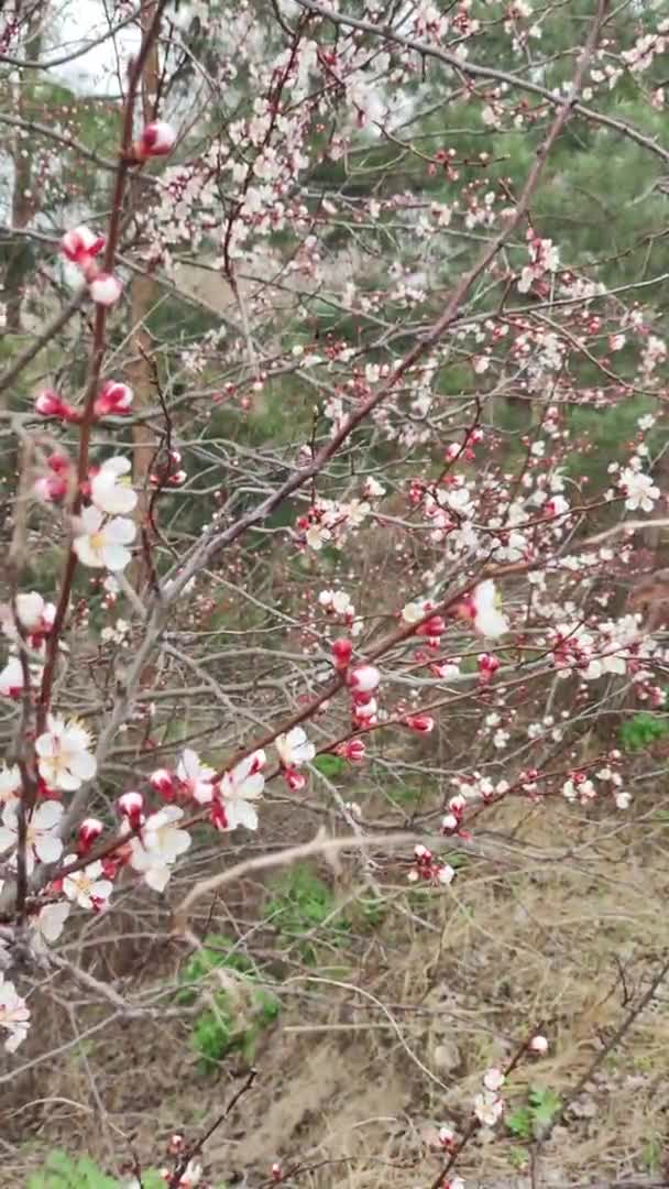 スプリングツリー エプロコットの花 春のアプリコットの花 赤い枝に白い花が咲いています 春の自然 春の木たち 4Kについて 最高の定義ビデオ 春の桜が咲きました サクラ — ストック動画