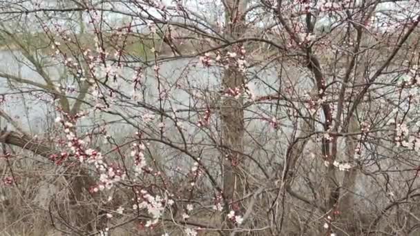 Bahar Ağaçları Kayısı Çiçekleri Lkbaharda Kayısı Çiçeği Açar Kırmızı Dallarda — Stok video