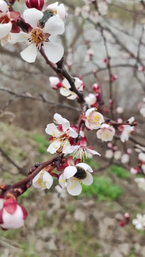 スプリングツリー エプロコットの花 春のアプリコットの花 赤い枝に白い花が咲いています 春の自然 春の木たち 4Kについて 最高の定義ビデオ 春の桜が咲きました サクラ — ストック動画