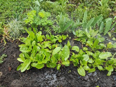 Ekşi İskele, Doğal Ekşi Rıhtım Bahçedeki Yeşile Yeni Başlıyor. Bahçede yetişen organik Sorrel tarımsal bitkiler yetiştirmek için bahçe yatağında yeşil doru yapraklar..