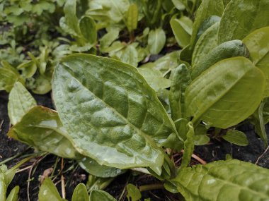 Ekşi İskele, Doğal Ekşi Rıhtım Bahçedeki Yeşile Yeni Başlıyor. Bahçede yetişen organik Sorrel tarımsal bitkiler yetiştirmek için bahçe yatağında yeşil doru yapraklar..