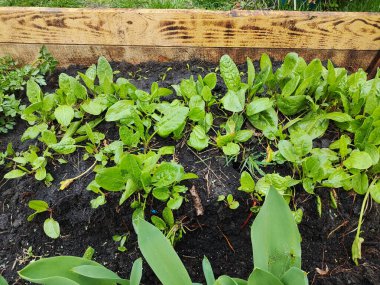 Ekşi İskele, Doğal Ekşi Rıhtım Bahçedeki Yeşile Yeni Başlıyor. Bahçede yetişen organik Sorrel tarımsal bitkiler yetiştirmek için bahçe yatağında yeşil doru yapraklar..