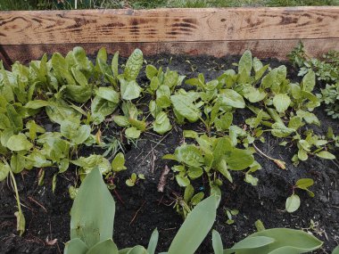 Ekşi İskele, Doğal Ekşi Rıhtım Bahçedeki Yeşile Yeni Başlıyor. Bahçede yetişen organik Sorrel tarımsal bitkiler yetiştirmek için bahçe yatağında yeşil doru yapraklar..