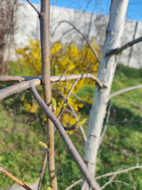 Baharda huş ağacı. İlk huş ağacı yaprakları. İlk bahar yaprakları dallarda.