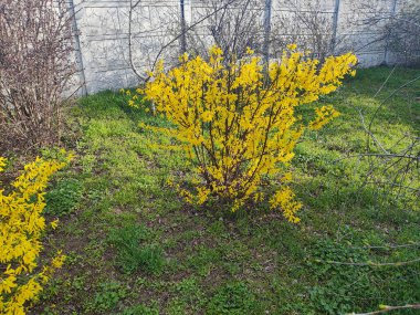 Güzel sarı çalı. Çalılar sarı çiçeklerle açar. Bahar doğası. Baharda çiçek açan çalıların üzerinde parlak sarı renkte çiçekler.