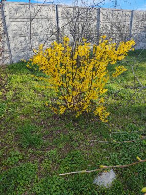 Güzel sarı çalı. Çalılar sarı çiçeklerle açar. Bahar doğası. Baharda çiçek açan çalıların üzerinde parlak sarı renkte çiçekler.