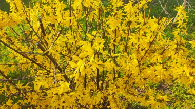 Güzel sarı çalı. Çalılar sarı çiçeklerle açar. Bahar doğası. Baharda çiçek açan çalıların üzerinde parlak sarı renkte çiçekler.