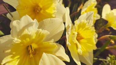 Güzel bahar nergisleri. İlk bahar çiçekleri. Sarı-beyaz çiçekler. Nergis çalısı.