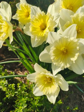 Güzel bahar nergisleri. İlk bahar çiçekleri. Sarı-beyaz çiçekler. Nergis çalısı.