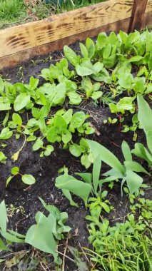 Ekşi İskele, Doğal Ekşi Rıhtım Bahçedeki Yeşile Yeni Başlıyor. Bahçede yetişen organik Sorrel tarımsal bitkiler yetiştirmek için bahçe yatağında yeşil doru yapraklar..