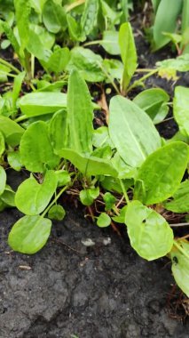 Ekşi İskele, Doğal Ekşi Rıhtım Bahçedeki Yeşile Yeni Başlıyor. Bahçede yetişen organik Sorrel tarımsal bitkiler yetiştirmek için bahçe yatağında yeşil doru yapraklar..