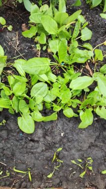 Ekşi İskele, Doğal Ekşi Rıhtım Bahçedeki Yeşile Yeni Başlıyor. Bahçede yetişen organik Sorrel tarımsal bitkiler yetiştirmek için bahçe yatağında yeşil doru yapraklar..