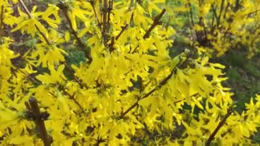 Güzel sarı çalı. Çalılar sarı çiçeklerle açar. Bahar doğası. Baharda çiçek açan çalıların üzerinde parlak sarı renkte çiçekler.