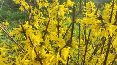 Güzel sarı çalı. Çalılar sarı çiçeklerle açar. Bahar doğası. Baharda çiçek açan çalıların üzerinde parlak sarı renkte çiçekler.