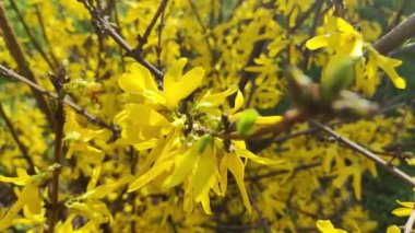Güzel sarı çalı. Çalılar sarı çiçeklerle açar. Bahar doğası. Baharda çiçek açan çalıların üzerinde parlak sarı renkte çiçekler.