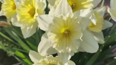 Güzel bahar nergisleri. İlk bahar çiçekleri. Sarı-beyaz çiçekler. Nergis çalısı.