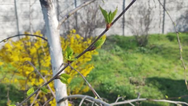 Brzoza Wiosną Pierwsze Liście Brzozy Pierwsze Liście Wiosny Gałęziach — Wideo stockowe