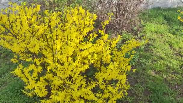美丽的黄色灌木 灌木开花 开黄色的花 春天的天性春天的花丛上 开着艳丽的黄色芙蓉花 — 图库视频影像