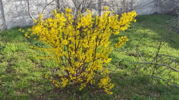 Krásný Žlutý Keř Keř Kvete Žlutými Květy Jarní Příroda Jasně — Stock video