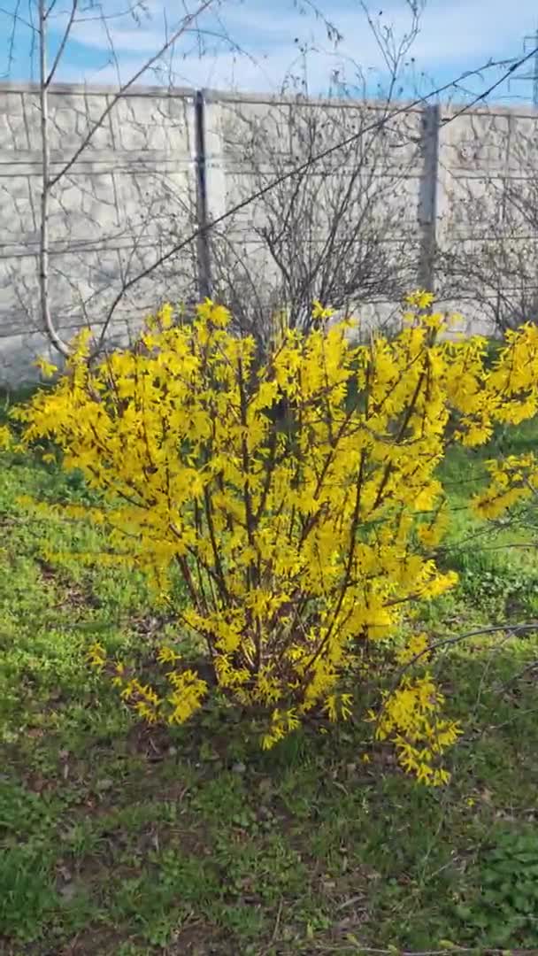 Mooie Gele Struik Struik Bloeit Met Gele Bloemen Lente Natuur — Stockvideo