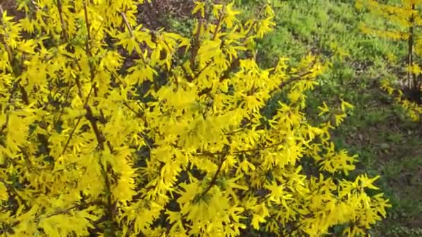 Красивый Жёлтый Куст Цветет Желтыми Цветами Весна Природа Ярко Желтые — стоковое видео