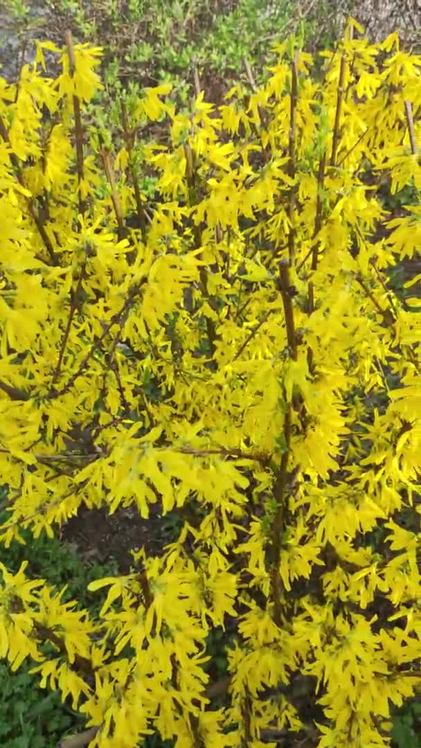 Beautiful Yellow Bush Bush Blooms Yellow Flowers Spring Nature Bright — Stock Video