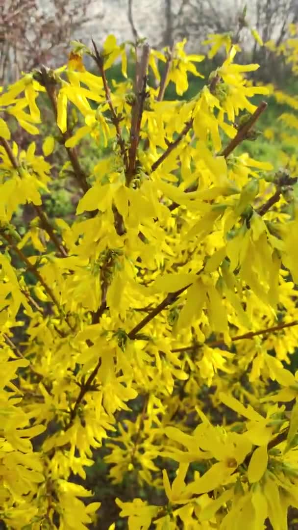 美丽的黄色灌木 灌木开花 开黄色的花 春天的天性春天的花丛上 开着艳丽的黄色芙蓉花 — 图库视频影像