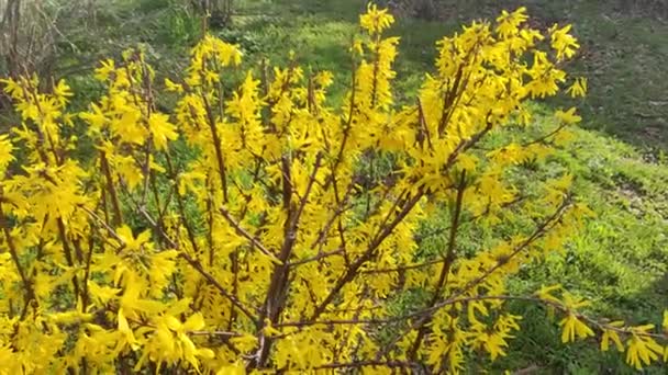 美しい黄色い茂み 黄色い花が咲きました 春の自然 春に咲く茂みの明るい黄色いフォーサイスティアの花 — ストック動画